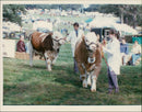 Simmental Animals Cattle. - Vintage Photograph