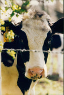 Animals Cattle. - Vintage Photograph