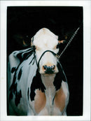 Animals Cattle. - Vintage Photograph