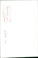 Animals Cattle. - Vintage Photograph