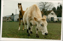 Animals Cattle. - Vintage Photograph