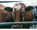 Animals Cattle waiting  to be auction. - Vintage Photograph