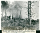 Flame-Scarred Pine Trees at Holkham - Vintage Photograph