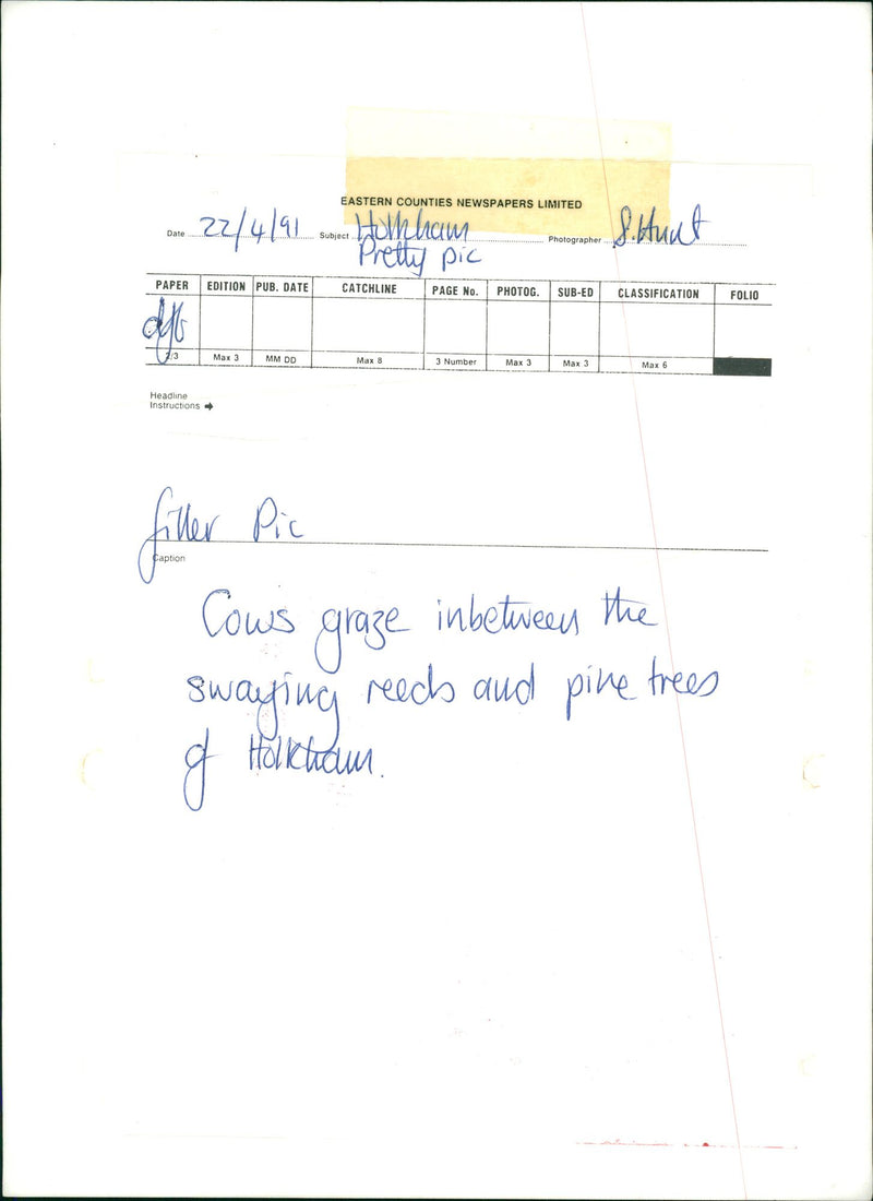 Holkham National Nature Reserve - Cows Graze - Vintage Photograph