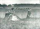 Holkham National Nature Reserve - Cows Graze - Vintage Photograph