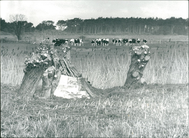 Holkham National Nature Reserve - Cows Graze - Vintage Photograph