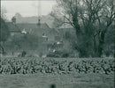 Holkham National Nature Reserve - Brent Geese Settle - Vintage Photograph