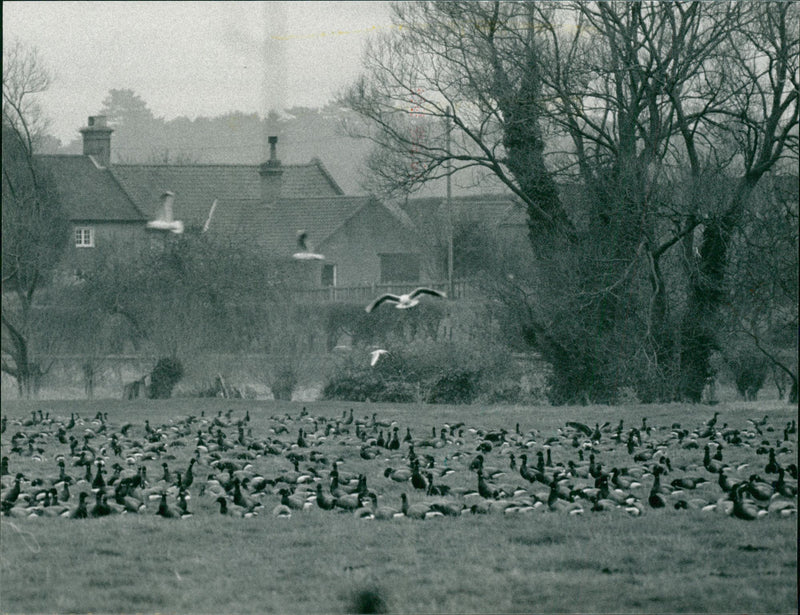 Holkham National Nature Reserve - Brent Geese Settle - Vintage Photograph