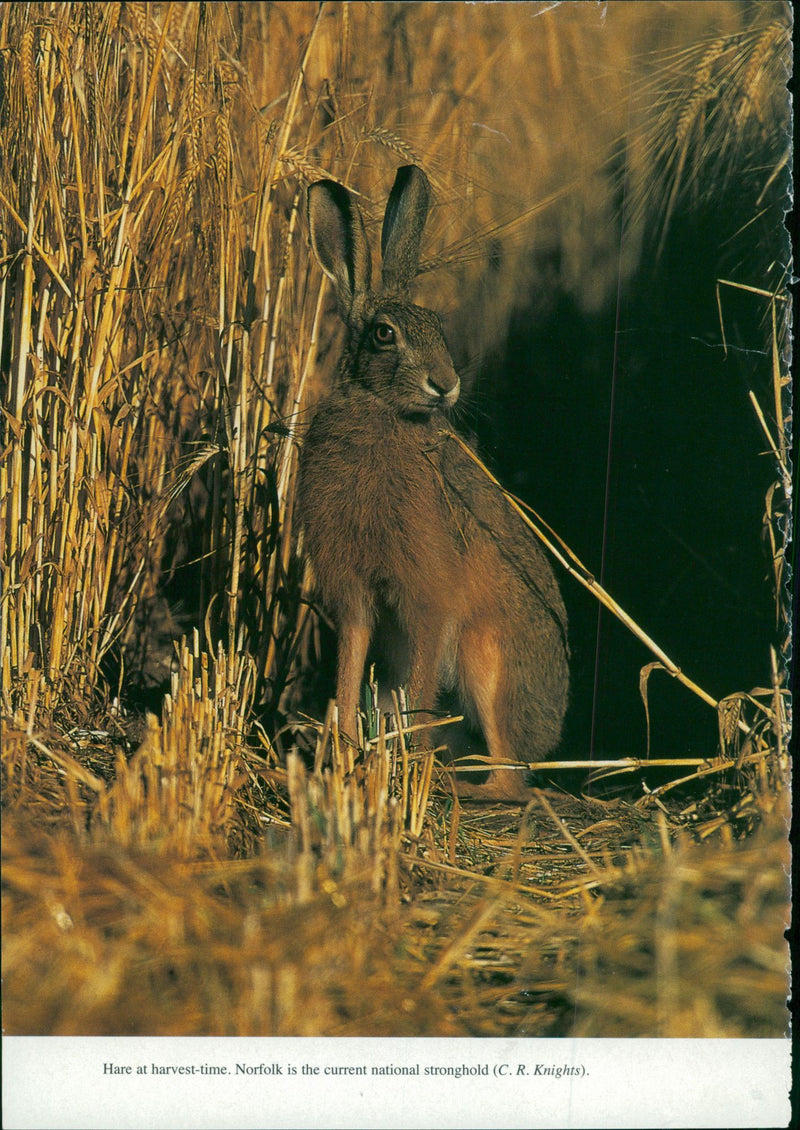 Animal: Hare - Vintage Photograph