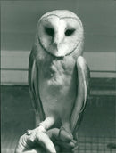 Birds: Owls - Vintage Photograph