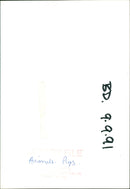 Pigs - Vintage Photograph