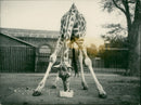 Animal: Giraffe - Vintage Photograph