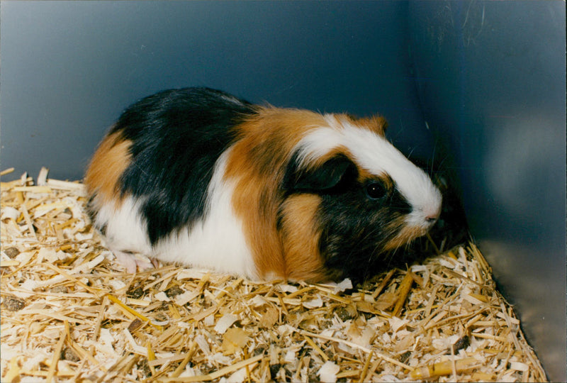 Animal: Guinea pig - Vintage Photograph