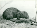 Animals: Coypu - Vintage Photograph