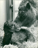 Animals: Dromedary - Vintage Photograph