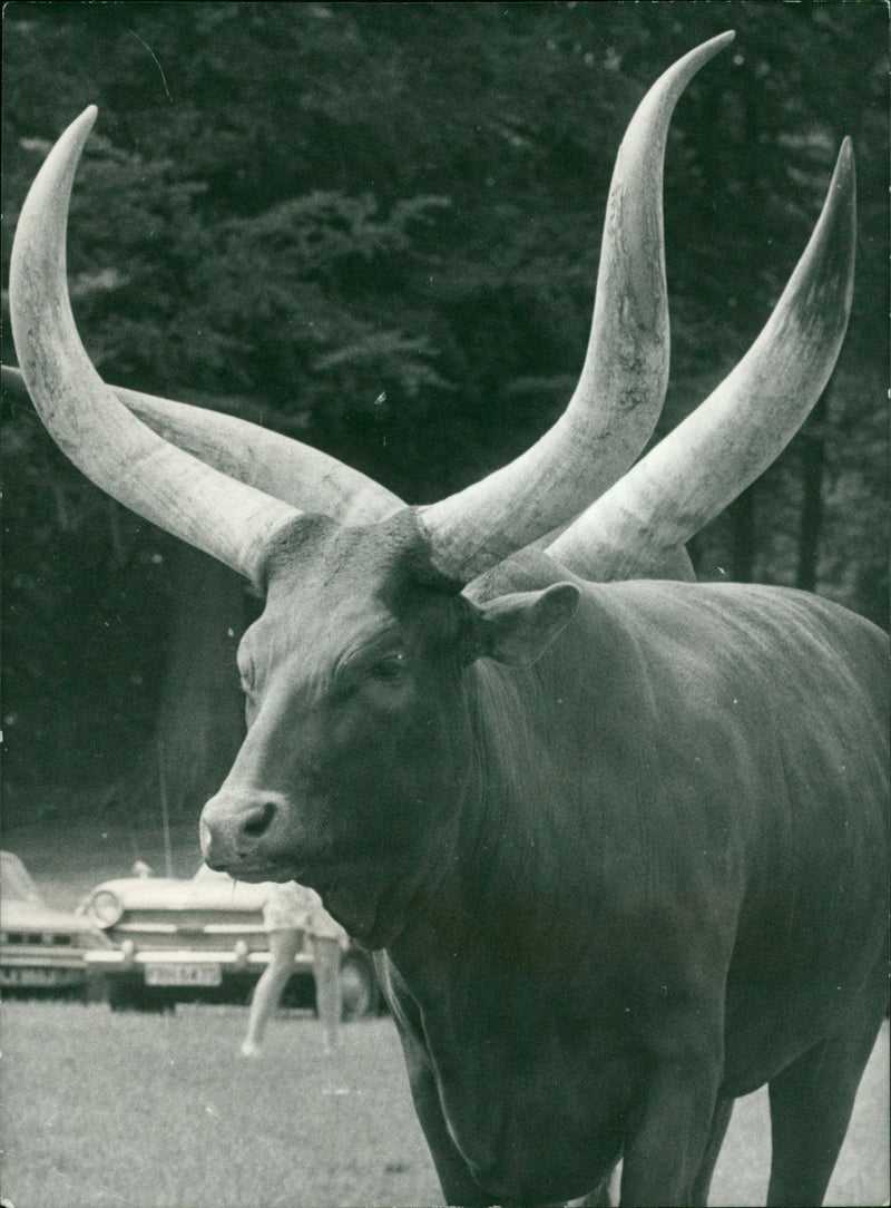 Animal: Ankole Cattle. - Vintage Photograph