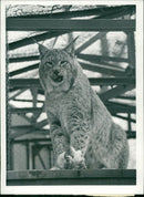 Animals: Lynx - Vintage Photograph