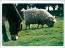 Wroxham Barns:animals graze happily in the spring sunshine. - Vintage Photograph