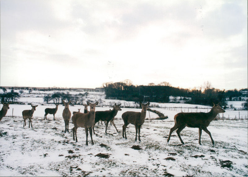 Red Deer in Snow. - Vintage Photograph