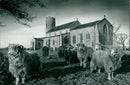 Wool sheep graze the churchyard at Wickmere. - Vintage Photograph