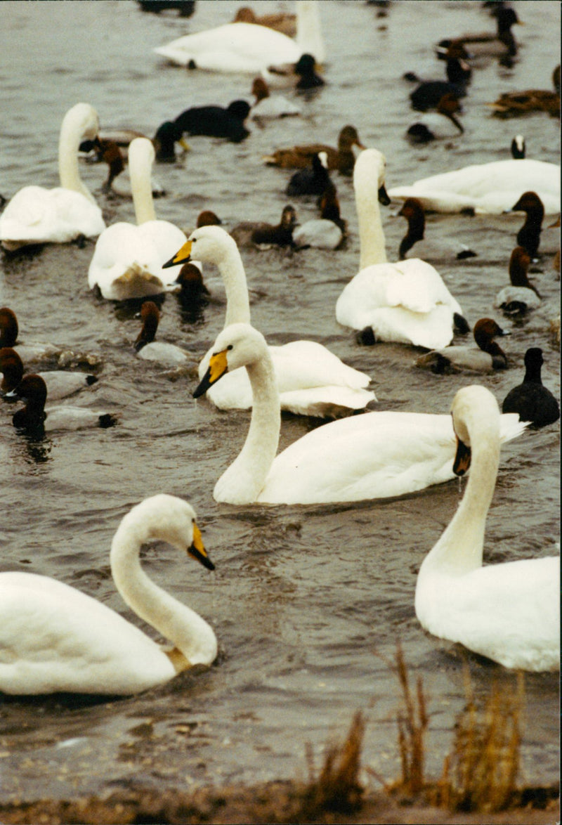 Welney - Vintage Photograph