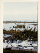 Welney - Vintage Photograph