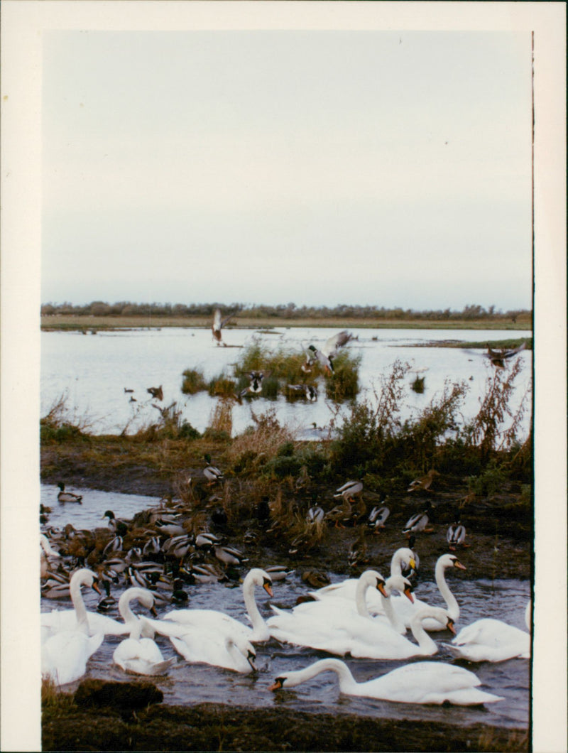 Welney - Vintage Photograph