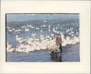 Swans at Welney - Vintage Photograph