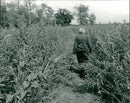 Phyllis Ellis in the Ted Ellis Nature Reserve. - Vintage Photograph