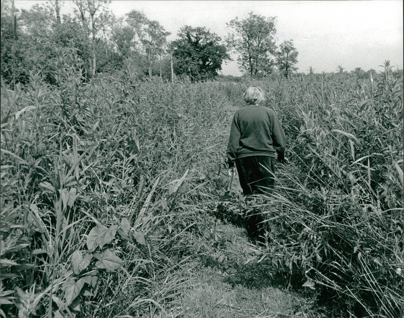 Phyllis Ellis in the Ted Ellis Nature Reserve. - Vintage Photograph