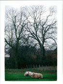 Rural Land in Heveningham. - Vintage Photograph