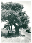 Kett's Oak by the A11 at Hethersett. - Vintage Photograph