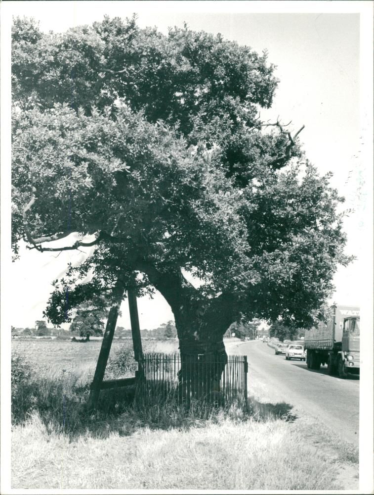 Kett's Oak by the A11 at Hethersett. - Vintage Photograph