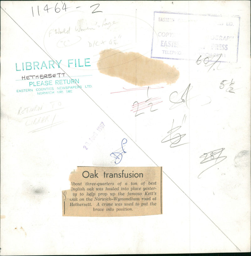 Oak Transfusion. - Vintage Photograph