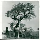 Oak Transfusion. - Vintage Photograph