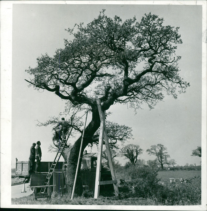 Oak Transfusion. - Vintage Photograph