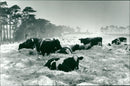 weather snow iggos:the hardy herd doenst seem to notice the snow. - Vintage Photograph