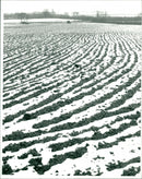 Weather Snow. - Vintage Photograph