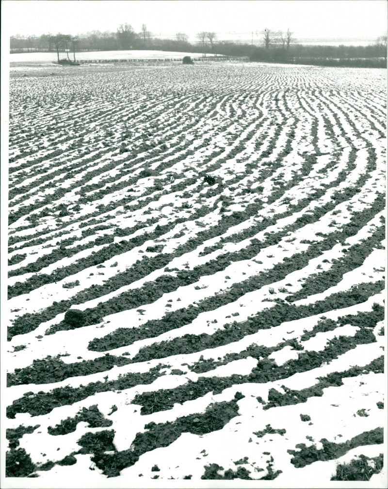 Weather Snow. - Vintage Photograph