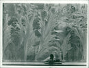 Weather Snow. - Vintage Photograph
