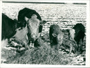 Cattle. - Vintage Photograph