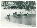 Weather: Snow: Tibenham Ducks - Vintage Photograph