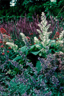 Magdeburg flower festival. - Vintage Photograph
