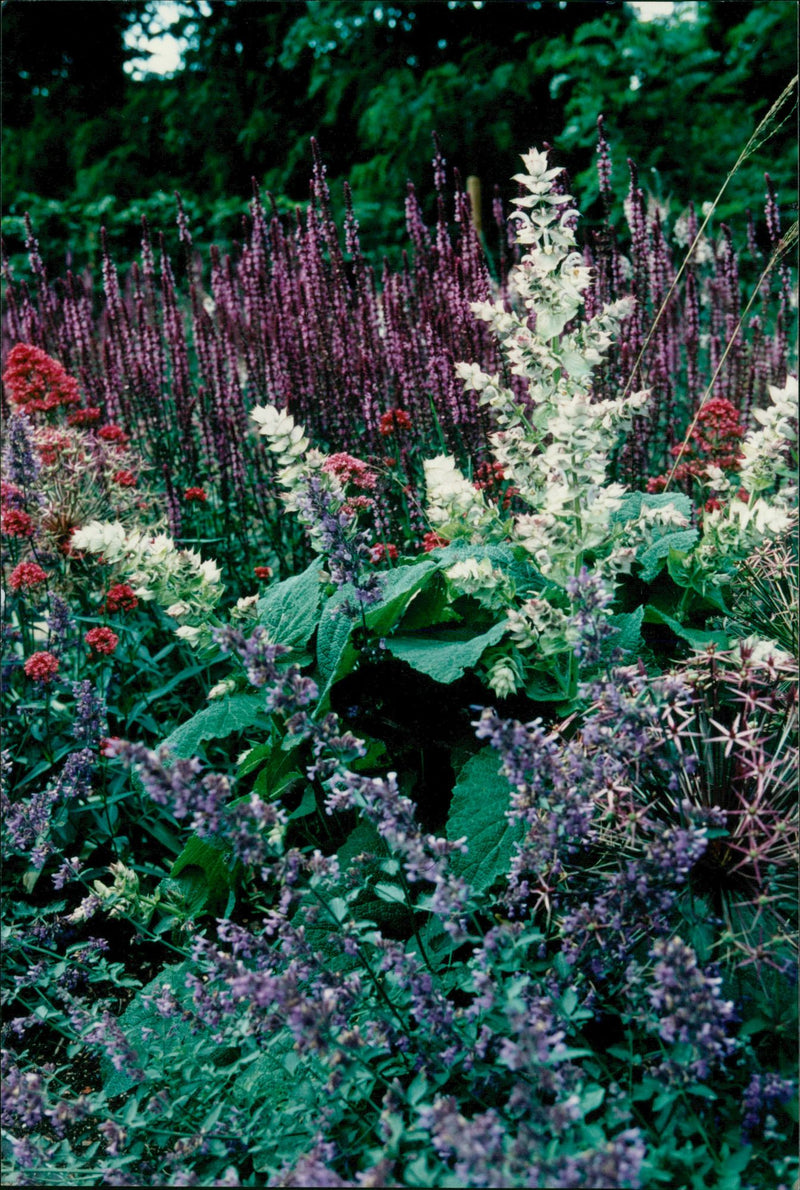 Magdeburg flower festival. - Vintage Photograph