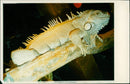 An iguana stands guard. - Vintage Photograph