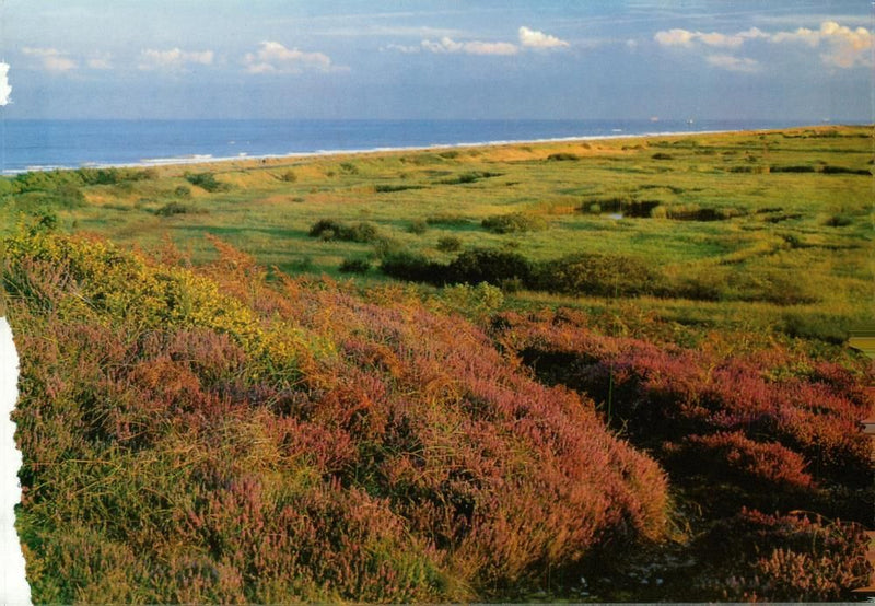 View of the nature - Vintage Photograph
