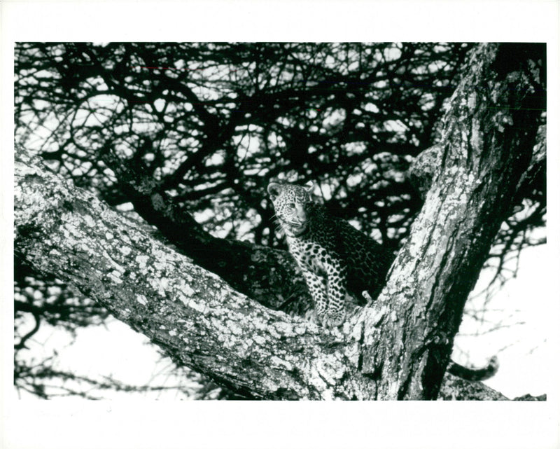 Young leopard on the alert. - Vintage Photograph