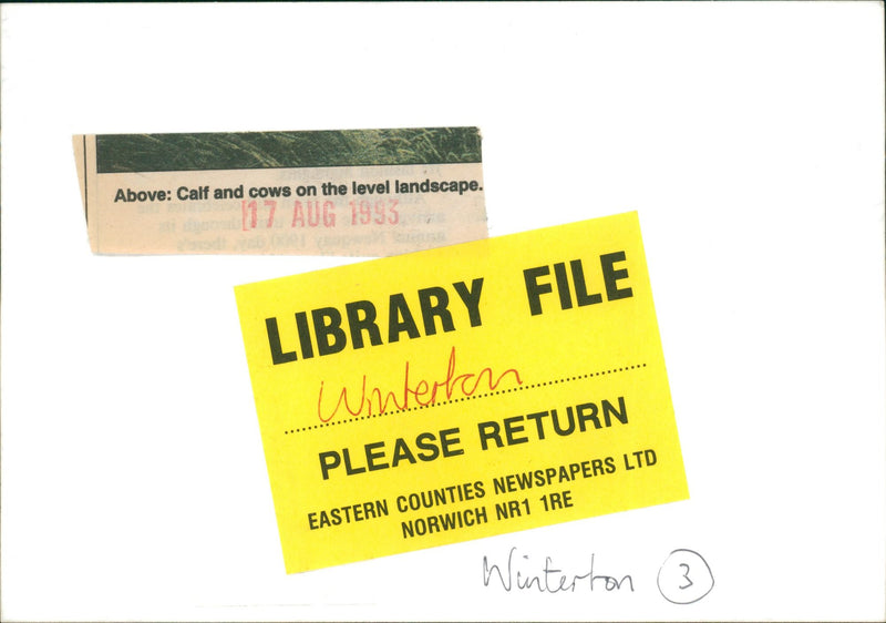 Calf and cows on the level landscape. - Vintage Photograph