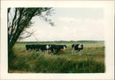 Calf and cows on the level landscape. - Vintage Photograph