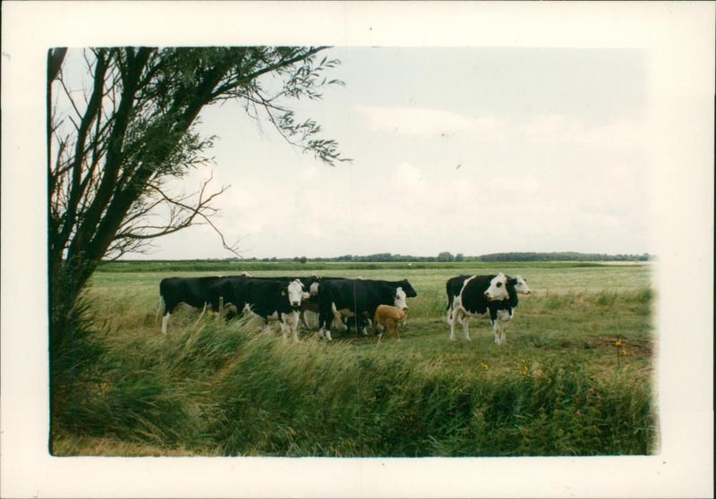 Calf and cows on the level landscape. - Vintage Photograph